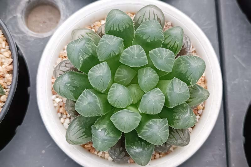 Plump Haworthia Cooperi Succulent: Perfect Indoor Plant